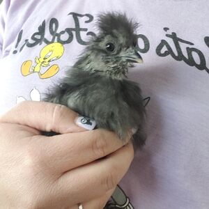 Meet your Posher, Trina